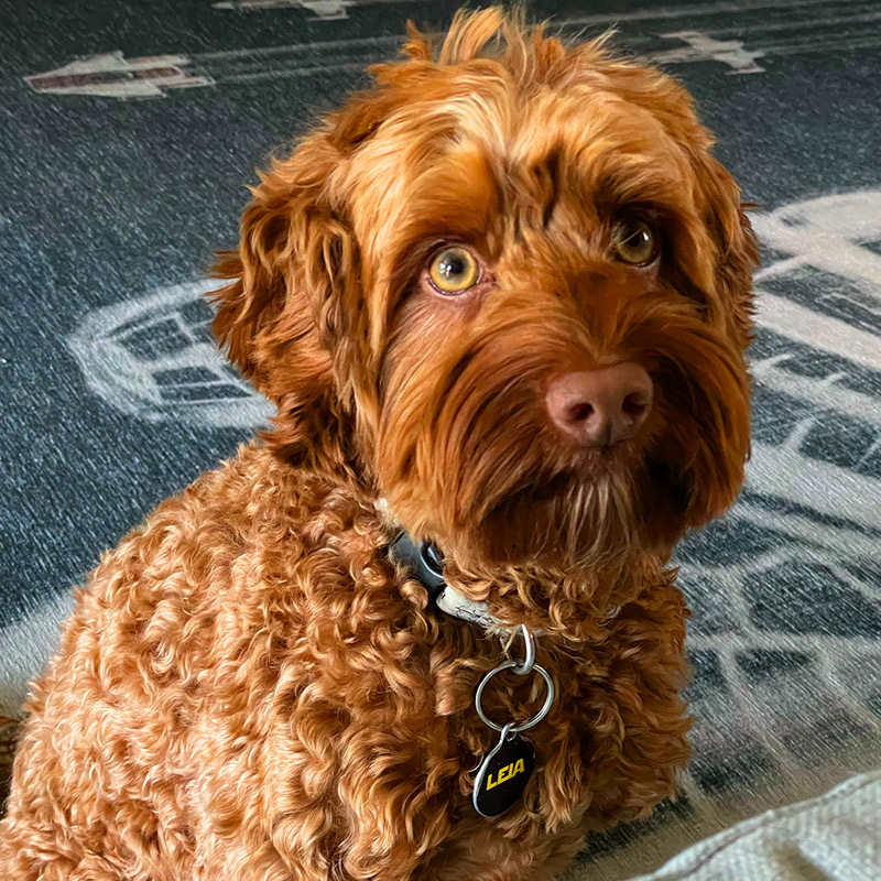 Leia looking toward the camera