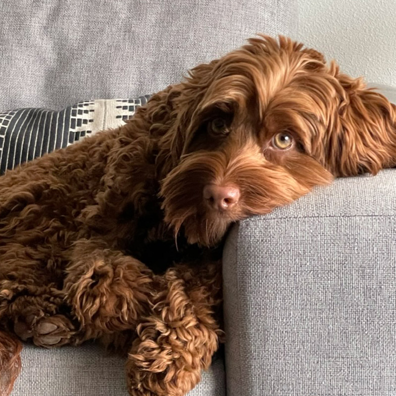 Leia with her curly red-brown coat